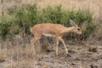 Steenbok (Raphicerus campestris), adult, male, running, foraging, alert, dwarf antelope, Kruger