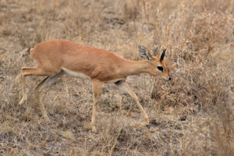 Steenbok (Raphicerus campestris), adult, male, running, foraging, alert, dwarf antelope, Kruger