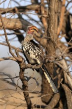 Southern Yellow-billed Hornbill, Red-ringed Hornbill (Tockus leucomelas), adult, on wait, Kruger