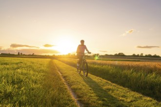 A cyclist rides on a path in the middle of wheat fields at sunset, Gechingen, Black Forest,