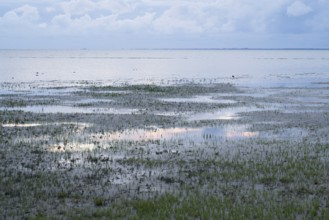 Seaweed and seagulls in the Lower Saxon Wadden Sea National Park, evening light, North Sea,