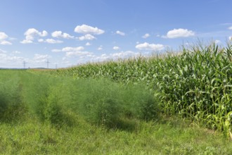 Asparagus field, maize plants, biogas plant, forage maize, detail, field, clouds,