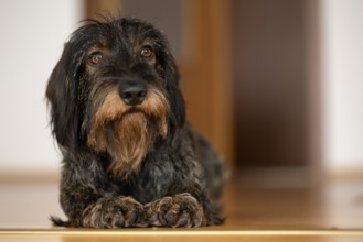 Rough-haired dachshund, male, 3 years, lying on parquet floor, Stuttgart, Baden-Württemberg,