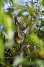 Green iguana (Iguana iguana) between leaves, Tortuguero National Park, Costa Rica, Central America