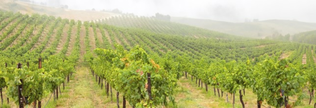 Beautiful grape vineyard landscape banner