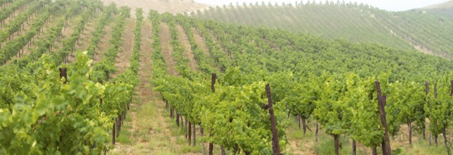 Beautiful grape vineyard landscape banner