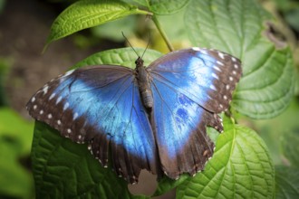 Morpho helenor, blue morpho butterfly sitting on a leaf, Alajuela province, Costa Rica, Central