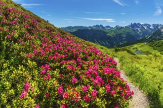 Alpine rose blossom, panorama from the Fellhorn over the Schlappoldsee and mountain station of the