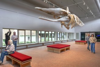 Skeleton of sperm whale Valentijn, Valentine in the NAVIGO Visserijmuseum, fishery museum at