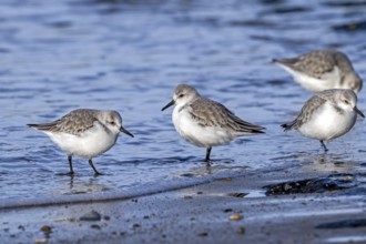 Sanderlings (Calidris alba) in non-breeding plumage foraging in shallow water on the beach along