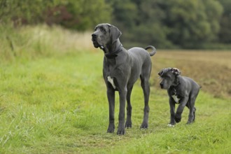 Great Dane, Saupacker, Great Dane