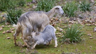 Goat nursing her young on a green meadow, sheep (e) or goat (n), ovis, caprae, Crete, Greek