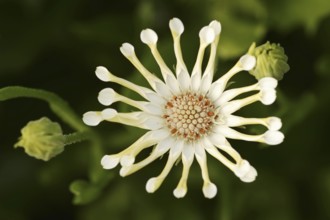 Cape daisy or Bornholm daisy 'Soprano Vanilla Spoon' (Dimorphotheca ecklonis, Osteospermum