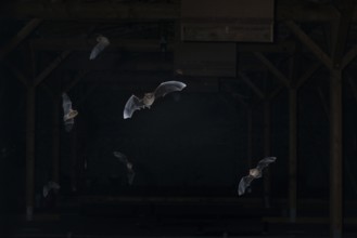 Common pipistrelle (Pipistrellus pipistrellus) swarming in the attic, shortly in front of leaving