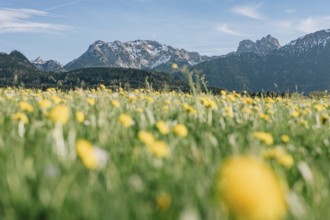 Dandelion in the Allgäu in front of the Alps and their beautiful mountains in Bavaria, Germany,