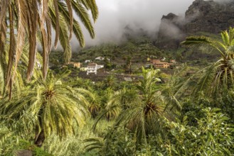 Cultural landscape with palm trees in Valle Gran Rey, La Gomera, Canary Islands, Spain, Europe