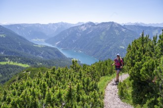 Mountaineer between mountain pines on a hiking trail, behind Achensee and Seekarspitze, Unnütz