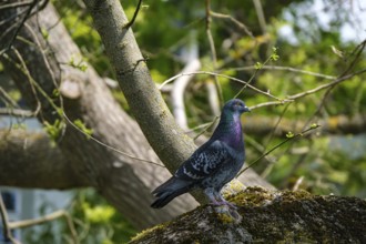 A city pigeon sits on the branch of a tree, riverside promenade Überlingen, Baden-Württemberg,