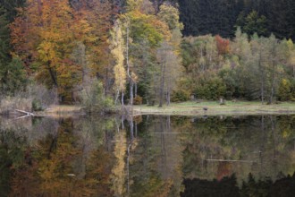 Autumn colours, autumn coloured trees are reflected in the water of the moor pond, Oberstdorf,