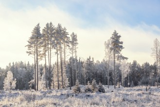 View of a clearing with frosty pines trees by a coniferous forest a cold winter day, Sweden, Europe