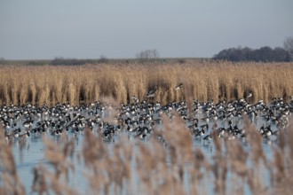 White-fronted Geese, Barnacle Geese (Branta leucopsis), NABU Bird Observatory, Krummhörn, East