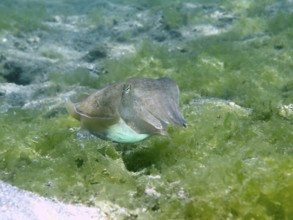 An octopus, common cuttlefish (Acanthosepion aculeatum), hovering over an algae-covered seabed,