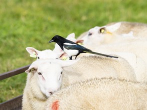 Magpie (Pica pica), adult bird, perched on the back of a Texel sheep, searching for insects, island