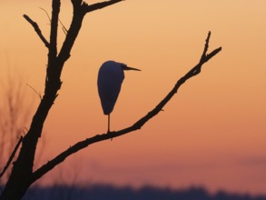 Little Egret (Egretta gazetta), single adult bird as silhouette, roosting in an old willow tree,