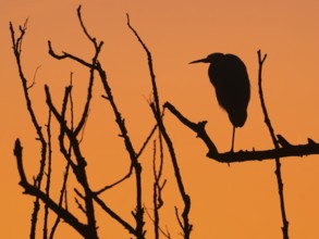 Little Egret (Egretta gazetta), single adult bird as silhouette, roosting in an old willow tree,