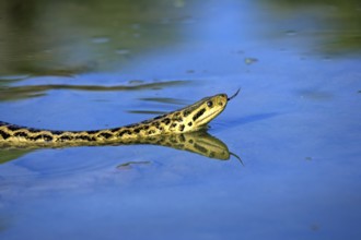 Yellow anaconda (Eunectes notaeus), swimming, water, tongue, smelling, lambing, foraging, searching