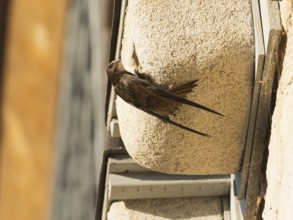 Common swift (Apus apus), adult bird at entrance of its nest, which is one of a row of artificial