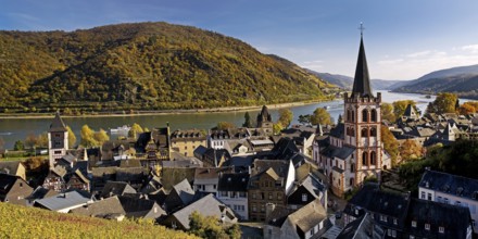 Autumn view of Bacharach on the Rhine with St. Peter's Church, UNESCO World Heritage Upper Middle