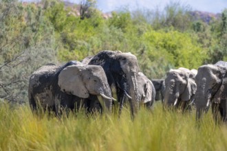 African elephant (Loxodonta africana), herd of desert elephants in the green Ugab river valley,