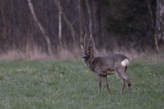 Strong roebuck (Capreolus capreolus)