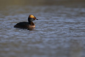 Slavonian grebe (Podiceps auritus), Sweden, Europe