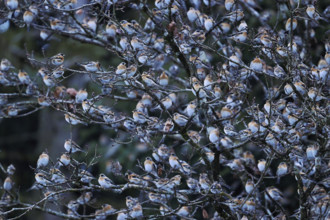 Bramblings (Fringilla montifringilla), flock, gathering near roost, Oberaargau, Canton Bern,