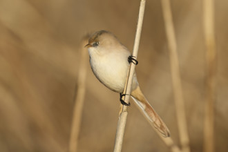 Bearded Tit (Panurus biarmicus), female on reeds, Klingnauer Stausee, Canton Aargau, Switzerland,