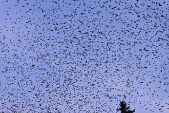 Approximately 1 million bramblings (Fringilla montifringilla), in flight over their roost at dusk,