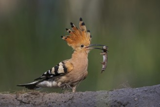 Hoopoe (Upupa epops) Bird of the Year 2022, female with sand lizard as food for the young birds,