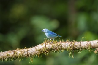 Violet-shouldered Tanager (Thraupis cyanoptera), bird sitting on a branch, Heredia province, Costa