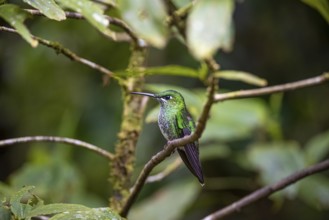 Green-fronted Brilliant Hummingbird (Heliodoxa jacula) sitting on a branch, Monteverde Cloud