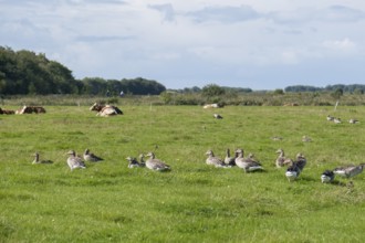 Meadow with greylag geese and cows, North Sea island of Föhr, Schleswig-Holstein, Germany, Europe