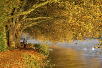 Autumn colours on the Platanen Allee, Hardenberg Ufer, lakeside path on Lake Baldeney, near Haus