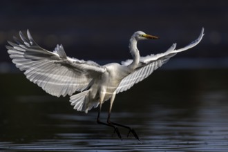 Great White Egret, (Ardea cinerea), landing in the shallows of a fish pond, Lusatia, Saxony