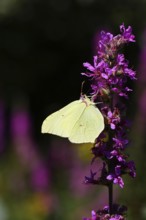 Lemon butterfly (Gonepteryx rhamni) feeding on a flower of purple loosestrife (Lythrum salicaria),