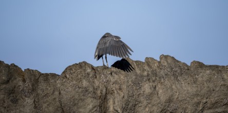 Funny, bird covers itself with wings, Yellow-crowned night heron (Nyctanassa violacea, Syn.: