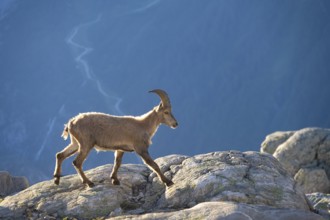 Alpine ibex (Capra ibex), walking on a rock, in the morning light, Mont Blanc massif, Chamonix,