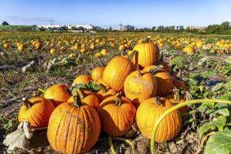 Pumpkin field, ripe pumpkins, shortly in front of harvest, near Neuss, North Rhine-Westphalia,