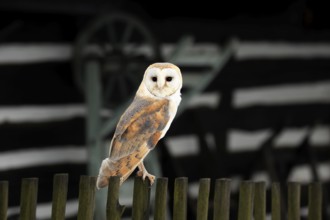 Barn owl (Tyto alba), adult on fence in front of barn in winter, Zdarske Vrchy, Bohemian-Moravian