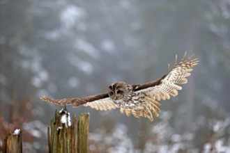 Tawny owl (Strix aluco), adult in winter, landing on a wait, flying, Zdarske Vrchy,